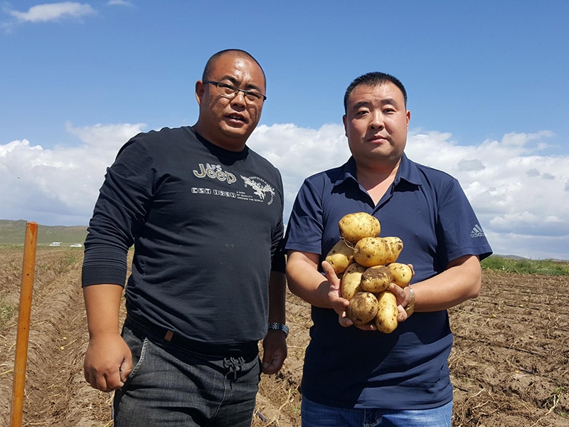 李新鹏在内蒙古太仆寺旗土豆种植示范基地
