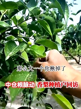 香梨根脉动